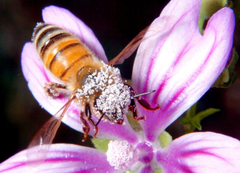 Api, malva e insetto rossonero